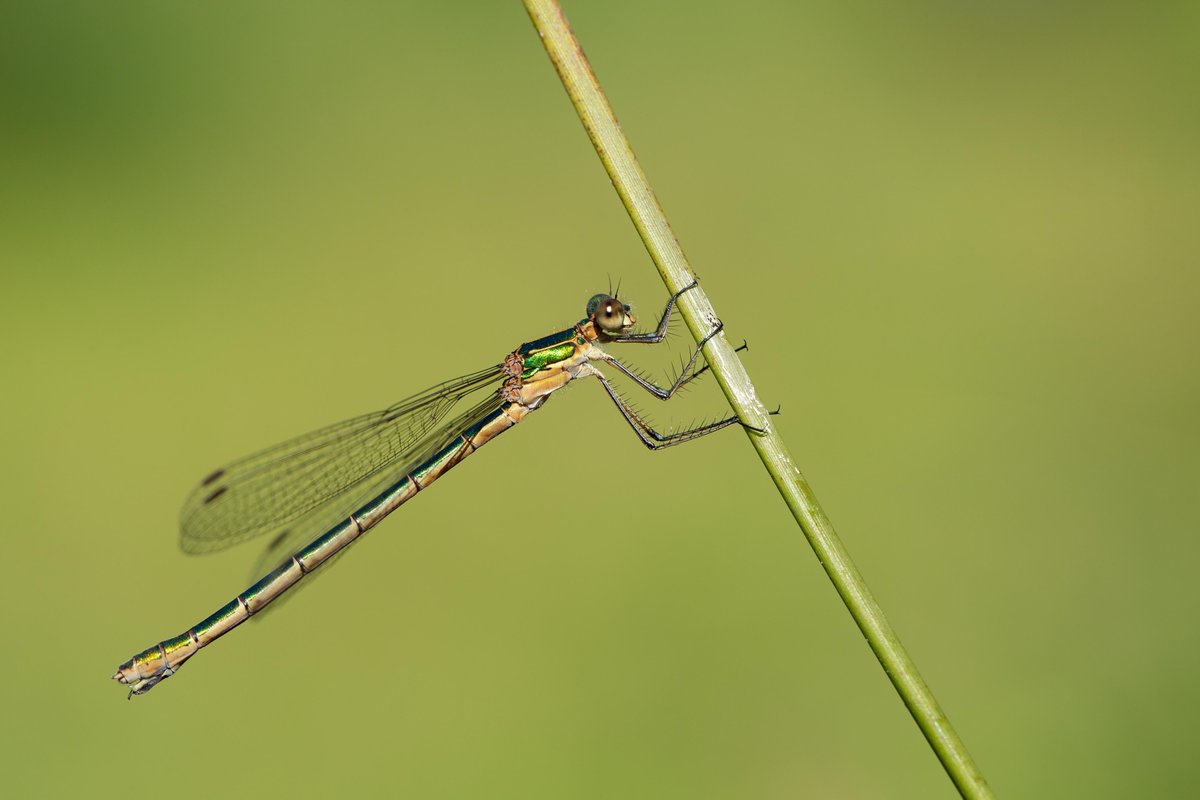 Emerald Damselfly at Crowle LWT #DragonflyWeek <a href="/BDSdragonflies/">British Dragonfly Society</a> <a href="/Britnatureguide/">The British Nature Guide</a>