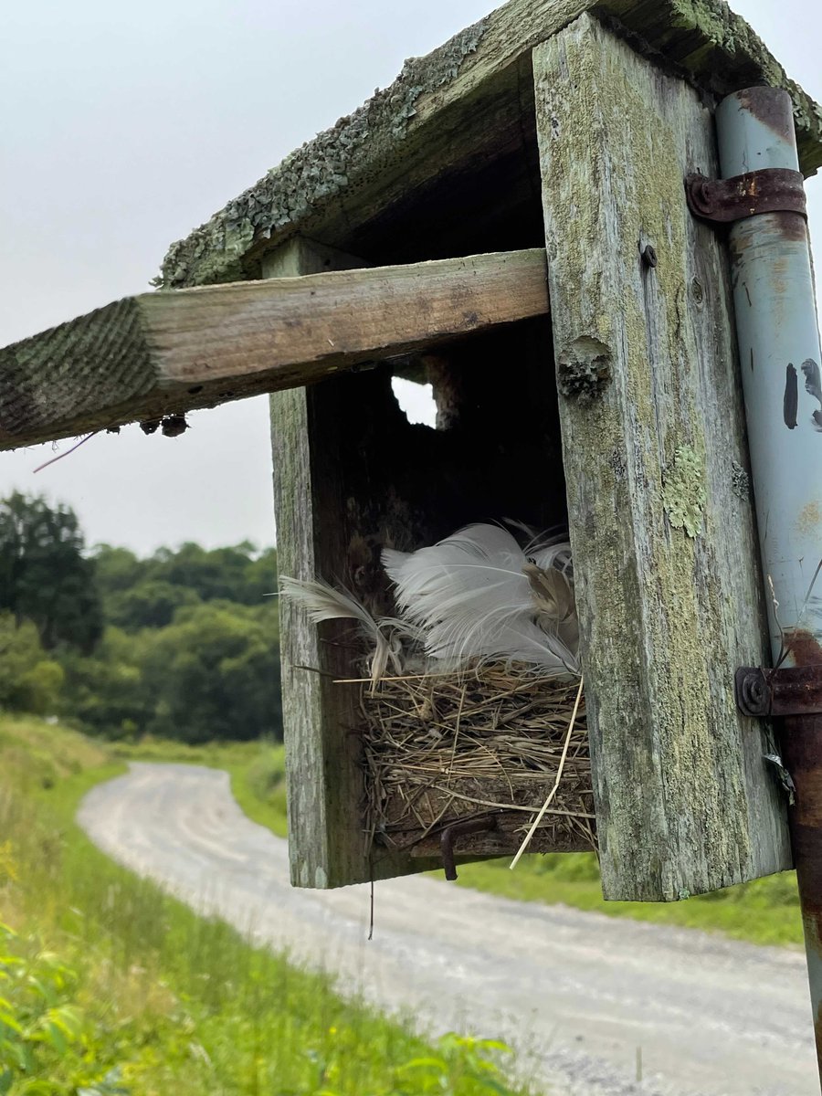 ManometCenter's tweet photo. We monitor nest boxes @ our #PlymouthMA campus to record reproductive success of Tree Swallows &amp; Eastern Bluebirds. While many have already fledged, some are still getting ready for their 1st flight. The data recorded is part of @CornellBirds #projectnestwatch. #birds #science https://t.co/vIb38dxXVj