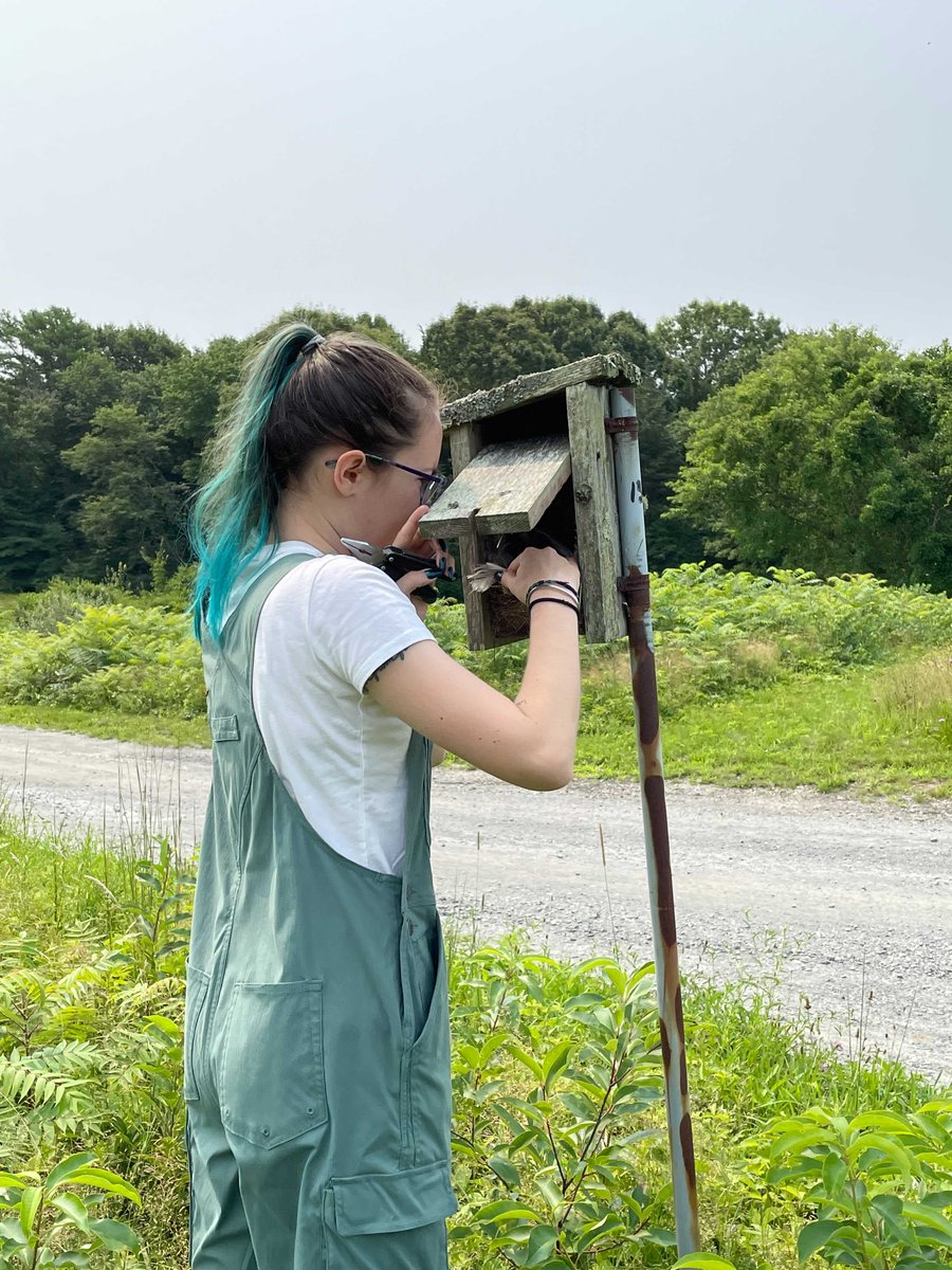 ManometCenter's tweet photo. We monitor nest boxes @ our #PlymouthMA campus to record reproductive success of Tree Swallows &amp; Eastern Bluebirds. While many have already fledged, some are still getting ready for their 1st flight. The data recorded is part of @CornellBirds #projectnestwatch. #birds #science https://t.co/vIb38dxXVj