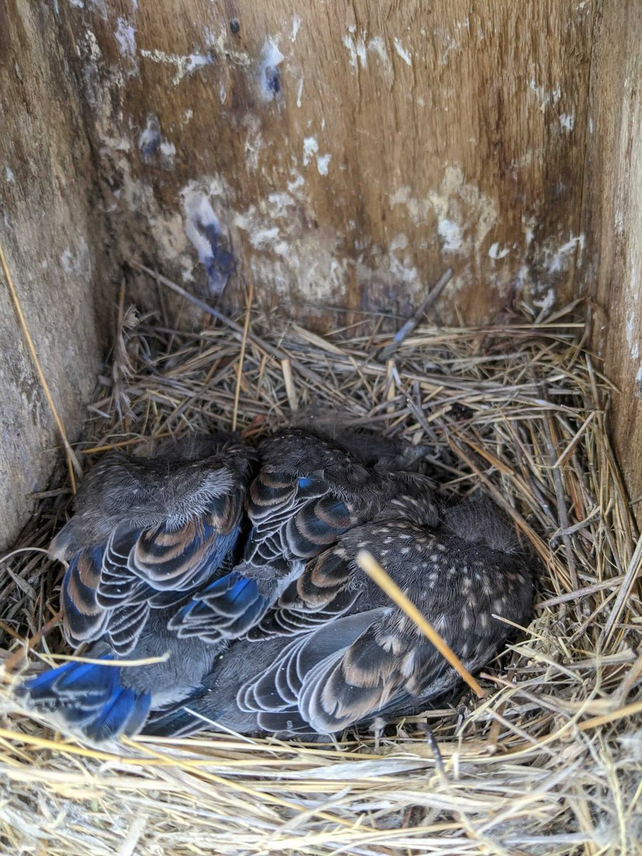ManometCenter's tweet photo. We monitor nest boxes @ our #PlymouthMA campus to record reproductive success of Tree Swallows &amp; Eastern Bluebirds. While many have already fledged, some are still getting ready for their 1st flight. The data recorded is part of @CornellBirds #projectnestwatch. #birds #science https://t.co/vIb38dxXVj