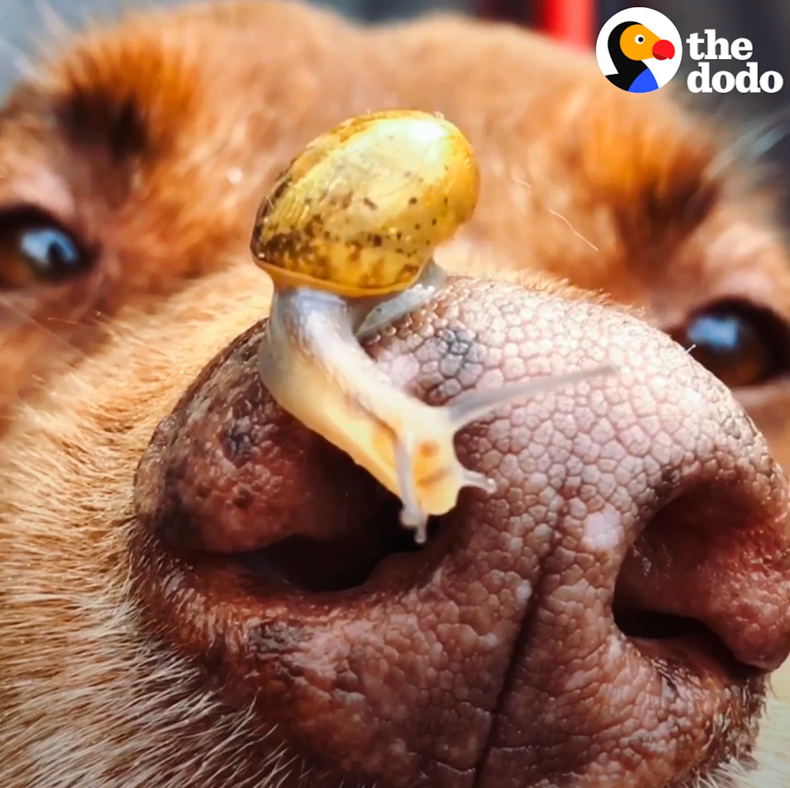 The Dodo on Twitter "A snail showed up in this lady's dog grooming