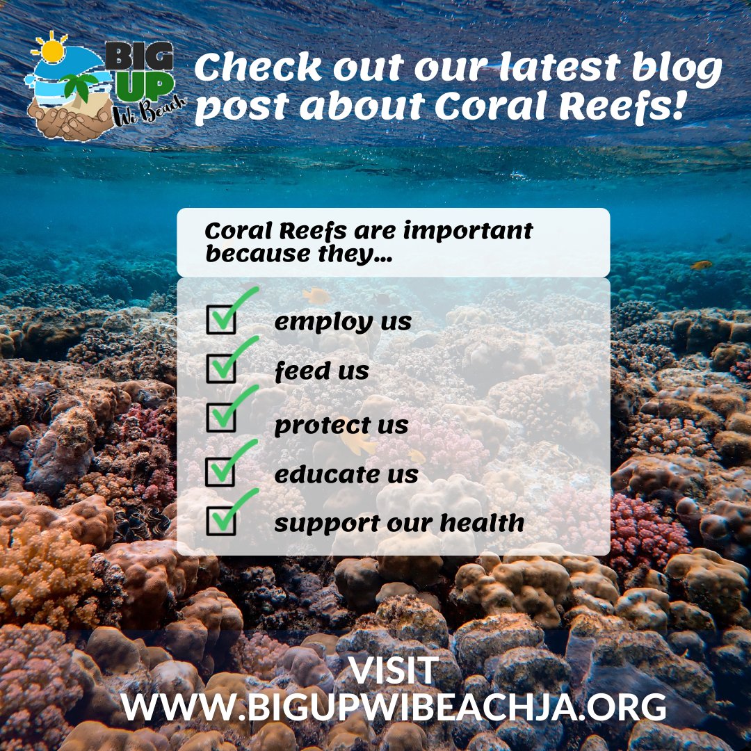 What's so important about coral reefs, anyway? 

Find out in our latest blog post at: bigupwibeachja.org/blog/post/22/d…

#bigupwibeachja #beach #coralreefs #Jamaica