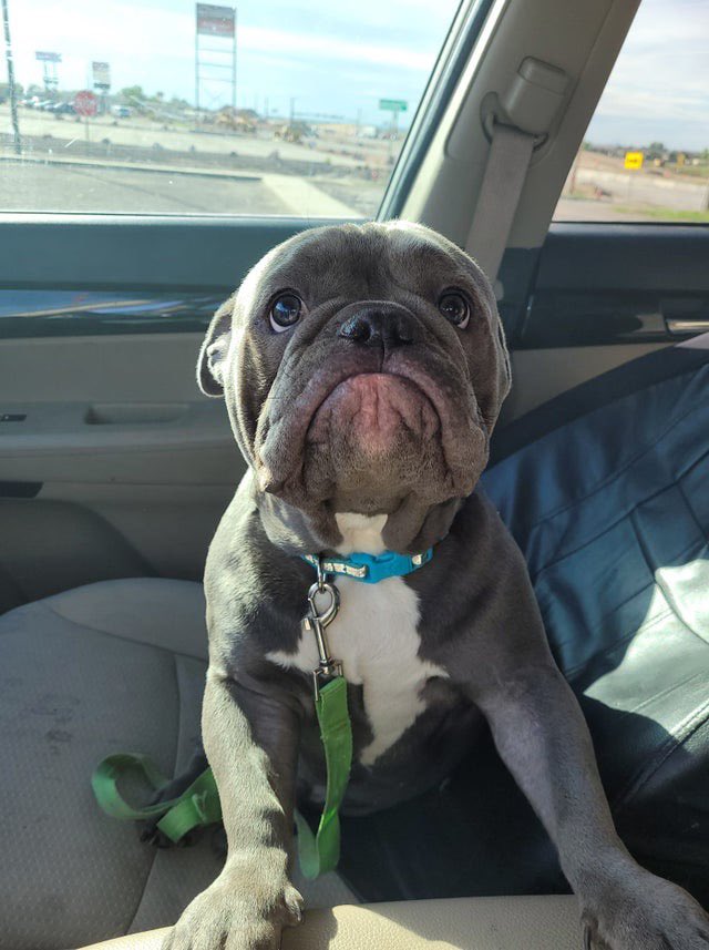 dog_rates's tweet image. This is Scrappy Doo. He knows he peed right before the road trip started, but he has to again. Cannot help that he is a hydrated king. 14/10