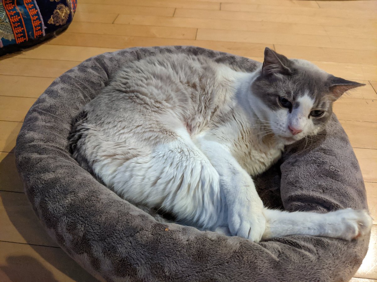 Doctor_Astro's tweet image. #Muaddib is starting his intravenous chemo today, please wish him luck.
#CatCancer #PancreaticCancer