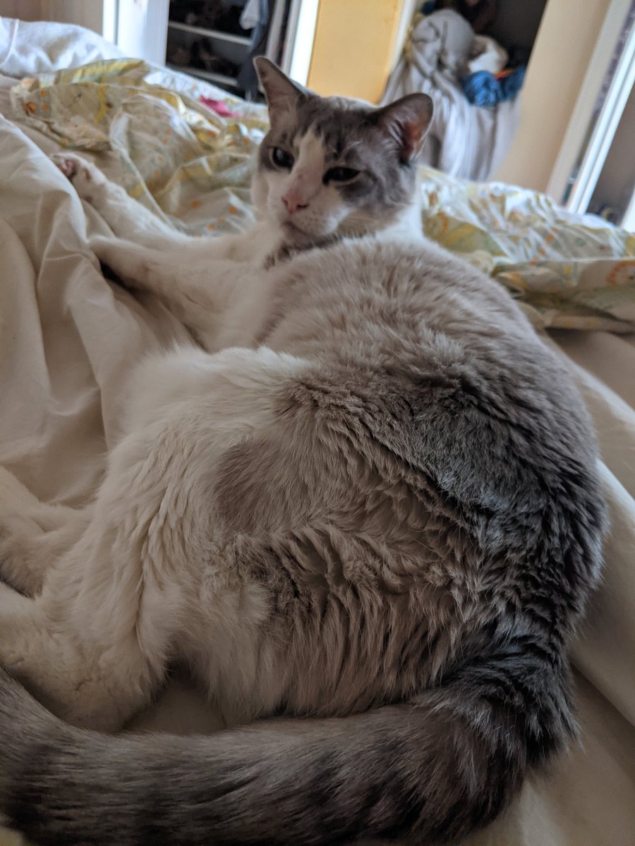 Doctor_Astro's tweet image. #Muaddib is starting his intravenous chemo today, please wish him luck.
#CatCancer #PancreaticCancer