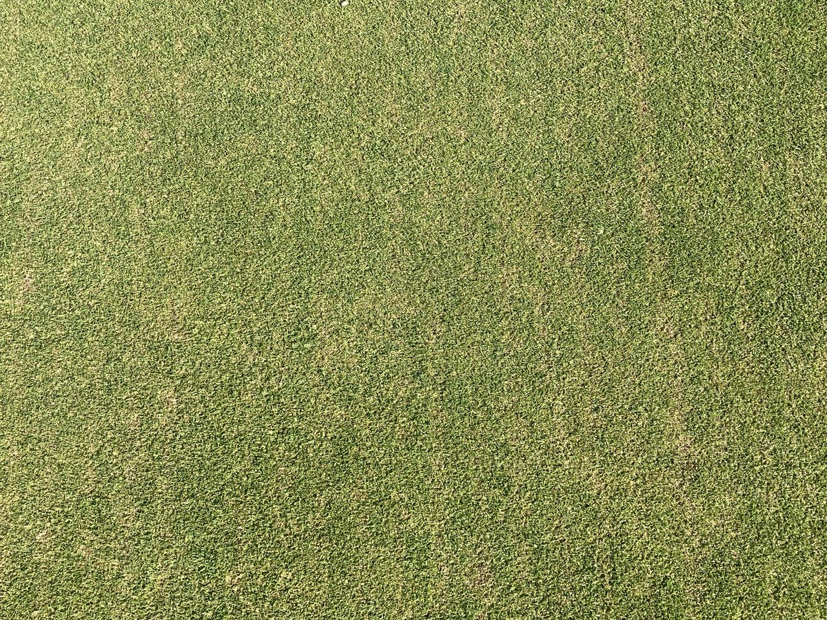 azzabazza86's tweet photo. Greens recovering well after scarifying 4 days ago 💪@ReddishValeGC  they will Back to their best in no time 👍 @RVGCgreens https://t.co/QErPf51ulp
