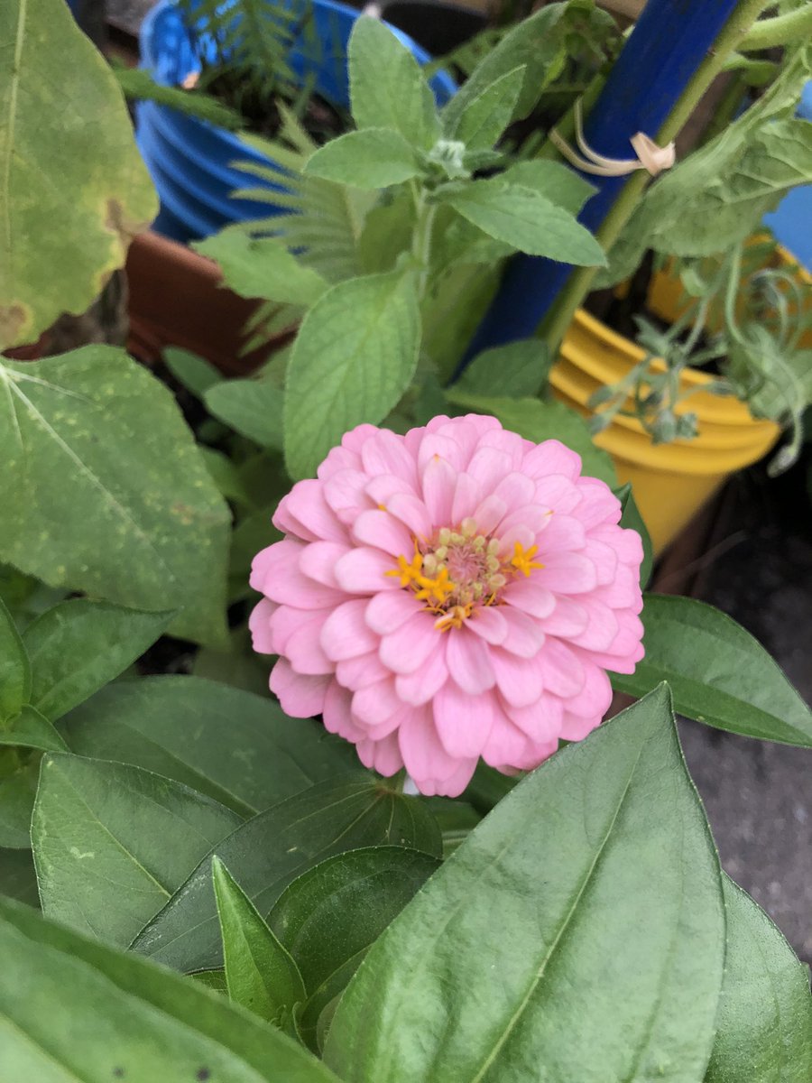 SureWeCanNYC's tweet photo. 2/3

With this system, we make efficient use of rainwater and achieve real energy conservation. Rainwater comes from nature, completes its watering mission, and returns to nature. 

Let's check out the garden located in the backyard of #SureWeCan. https://t.co/uwlHuO6pJG