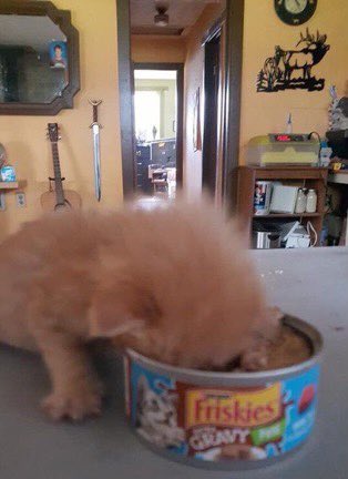 mostlycatsu's tweet image. 