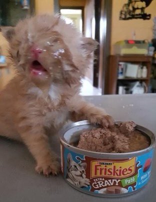 mostlycatsu's tweet image. 