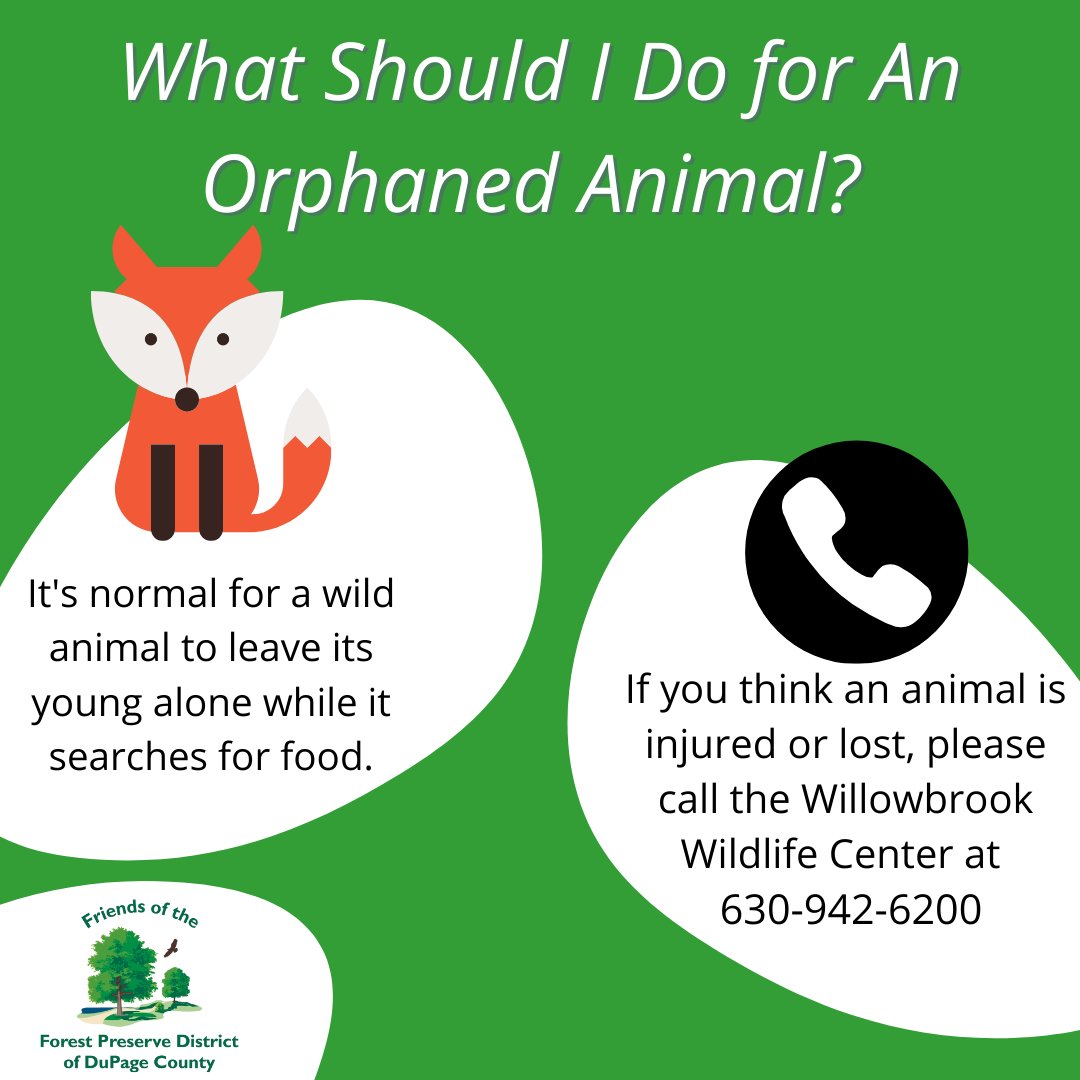 dpforestfriends's tweet photo. What to do if you find a lost animal ❤️ ❤️ 

Bookmark this post in case you run into this situation in the future. More information can be found on the https://t.co/UOTlZN4tjZ website.

#Wildlife #Tips https://t.co/4AwGEZPi5p