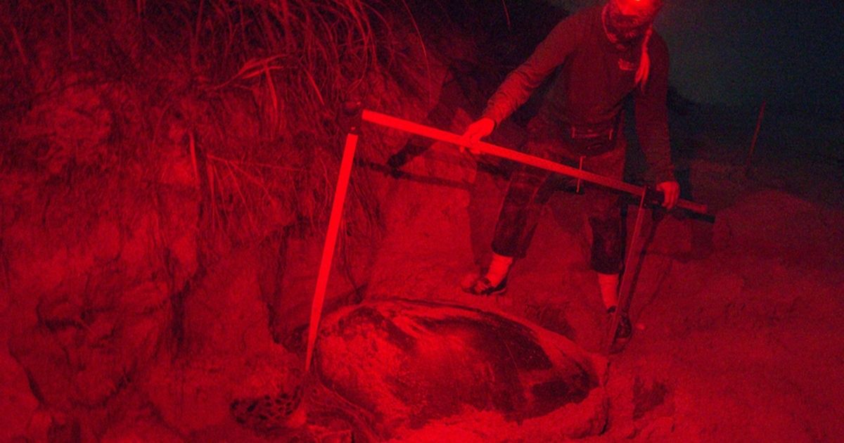 ANGARIocean's tweet image. A new study by @UCF #UCFTurtleLab shares long-term #seaturtle nesting trends from #FL beaches. The researchers found smaller loggerhead &amp;amp; greens nesting in recent years...

More @ecoMagNews - hubs.ly/H0SFWD90

📷: Gustavo Stahelin, UCF MTRG [Permit: FL MTP-171]