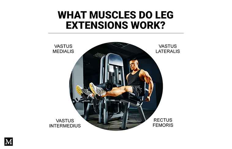 Leg extensions are an isolation exercise designed to target your quadriceps only. This is a muscle group comprising four muscles.
​
​Click to learn more: dlvr.it/S45fjZ