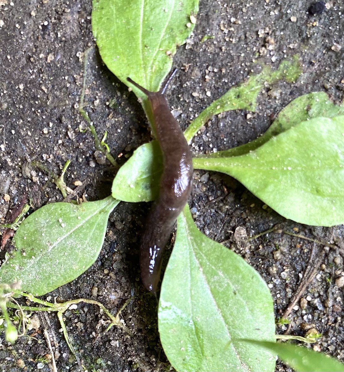 Monique Gisèle tweet media