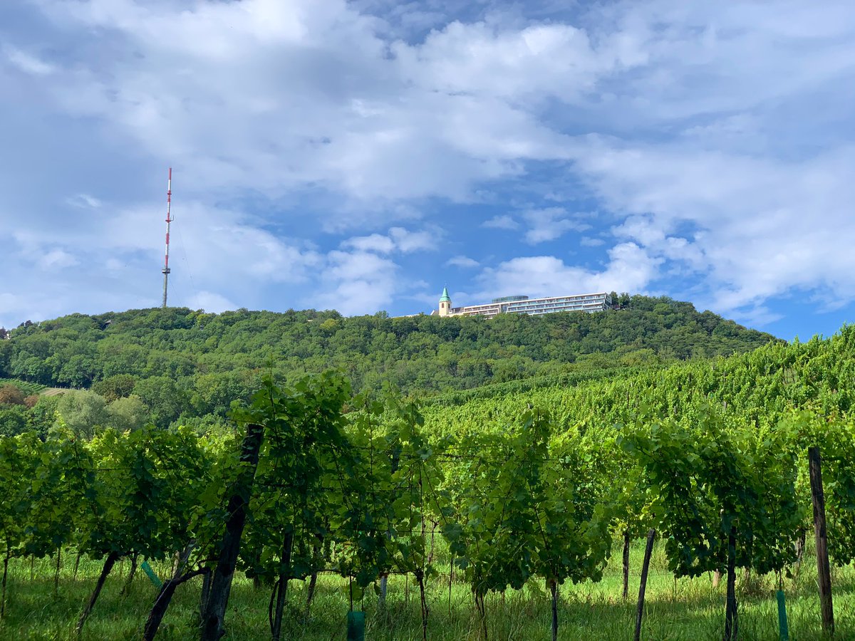 Pritchard800's tweet photo. @elfarmaceuticoa Sube al Kahlenberg desde NuBdorf caminando por los caminos de viñas. https://t.co/ctjfZUrpvV