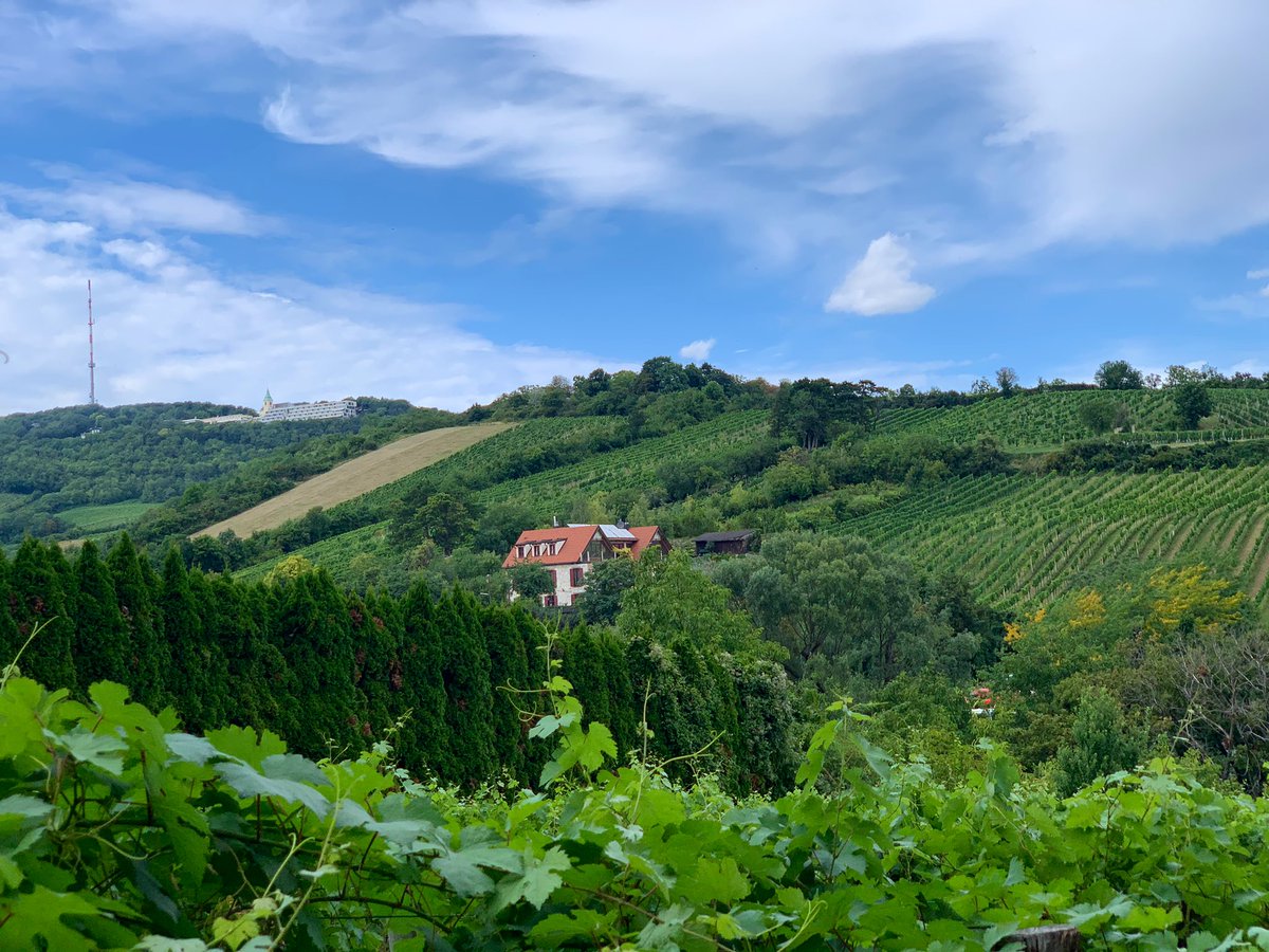 Pritchard800's tweet photo. @elfarmaceuticoa Sube al Kahlenberg desde NuBdorf caminando por los caminos de viñas. https://t.co/ctjfZUrpvV
