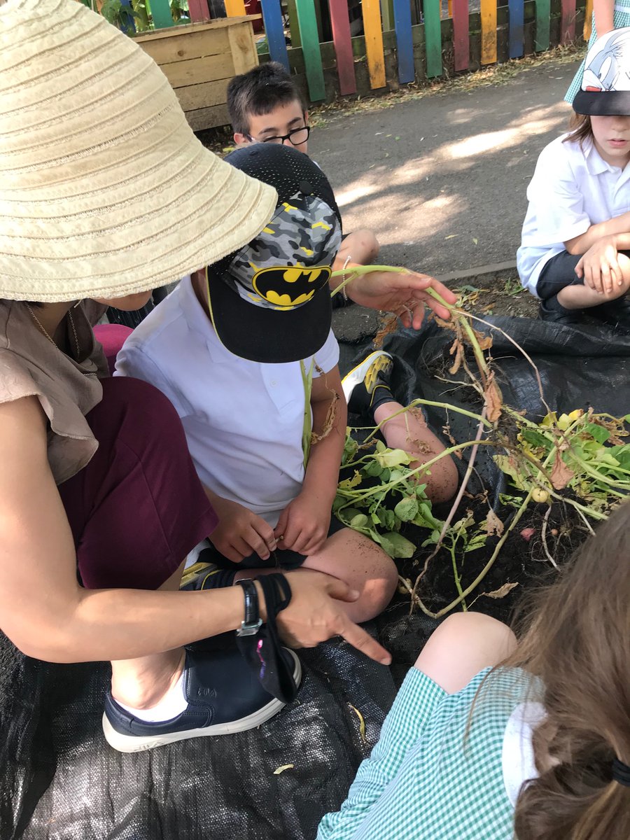 SnakesClass's tweet image. Look at all our potatoes! 😋 🥔 🌱