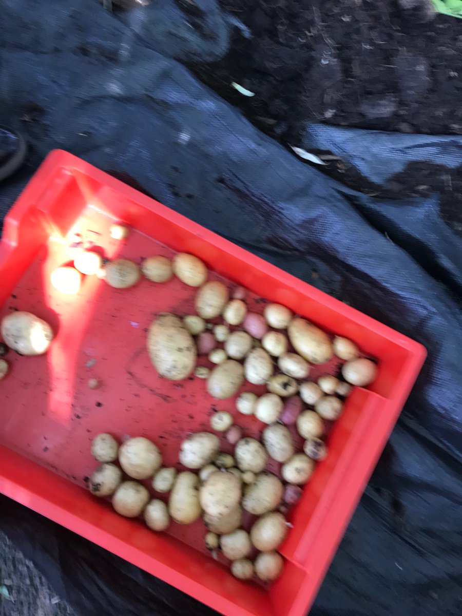 SnakesClass's tweet image. Look at all our potatoes! 😋 🥔 🌱