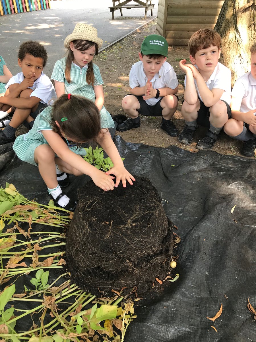 SnakesClass's tweet image. Look at all our potatoes! 😋 🥔 🌱