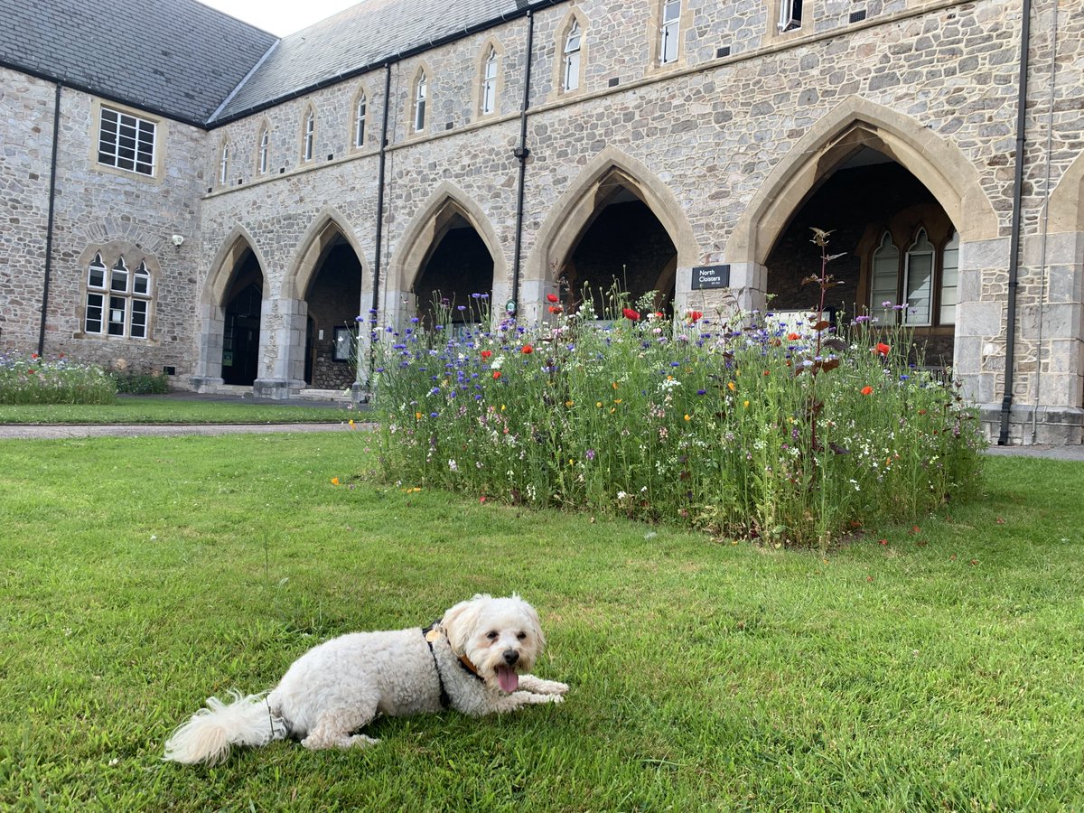 Evening walk at St Luke’s with Sybil 🐶