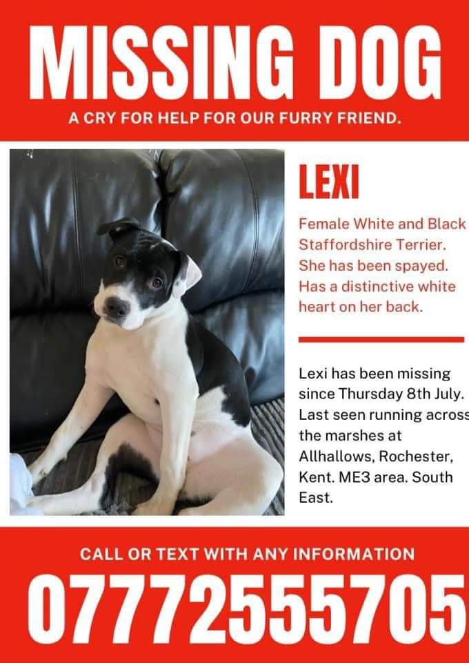 joannew0112's tweet image. @lucrezianews pls could you share for Lexi #missing from home boarders after breaking her lead 8th July , a young boy is heartbroken and needs her home 💔 last seen running across marshes at Allhallows #Rochester #kent she is spayed and chipped #scanme 💔facebook.com/groups/5013172…