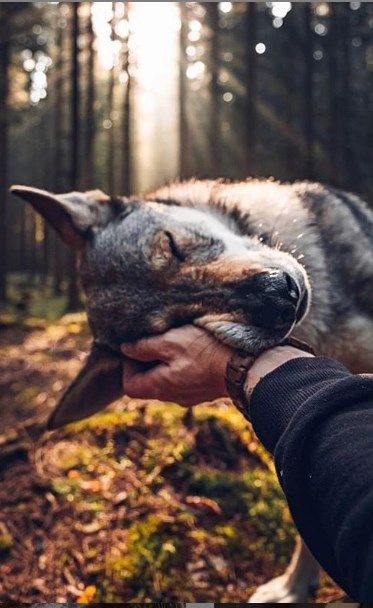 pacetrail's tweet photo. Visit Pacetrail to know more - https://t.co/WBrLXJD3tO

#dog #doggo #puppy #pupper #dogsofinsaworld #puppyoftheday #dogsdaily #doglove #cute #puppyoftheday #love #doglife #pacetrail https://t.co/br1HtA2ALQ
