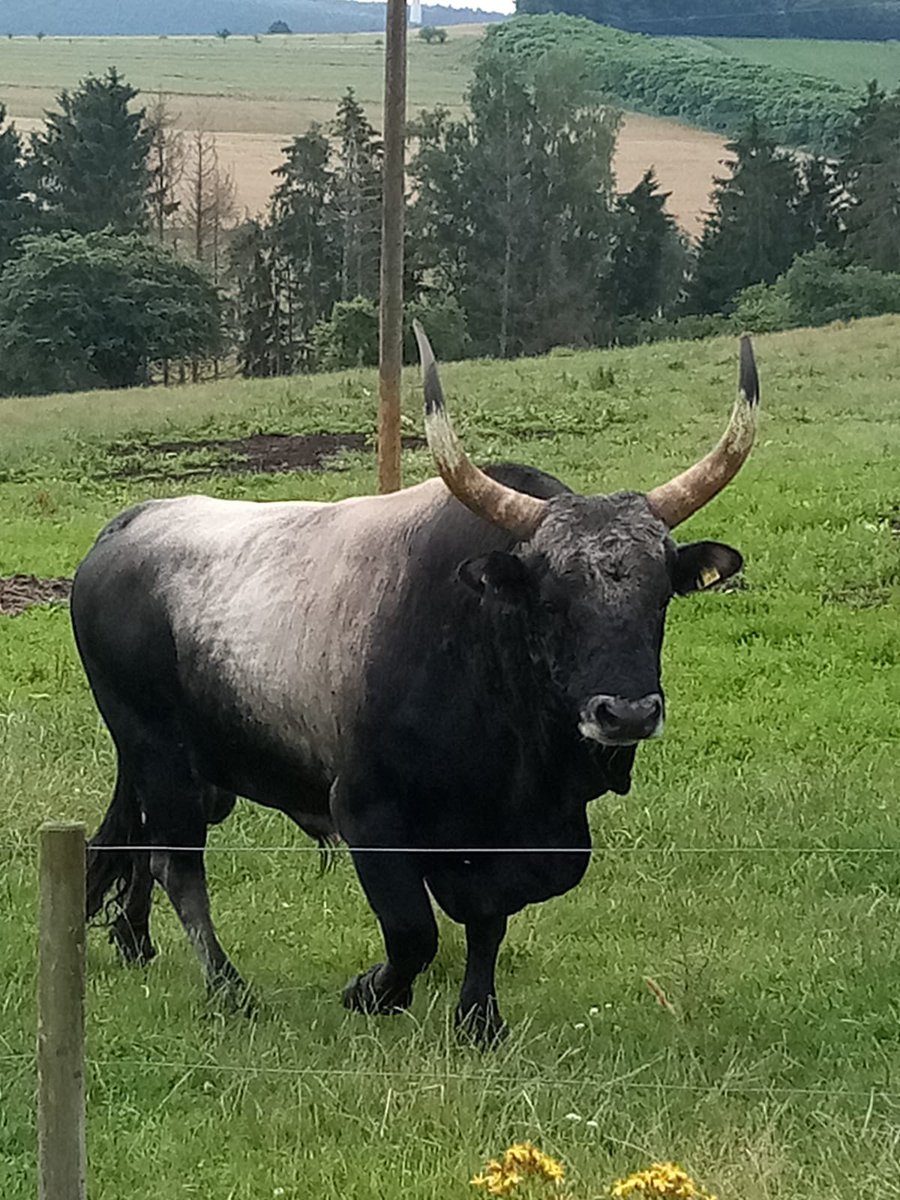 Auerrind Projekt tweet media