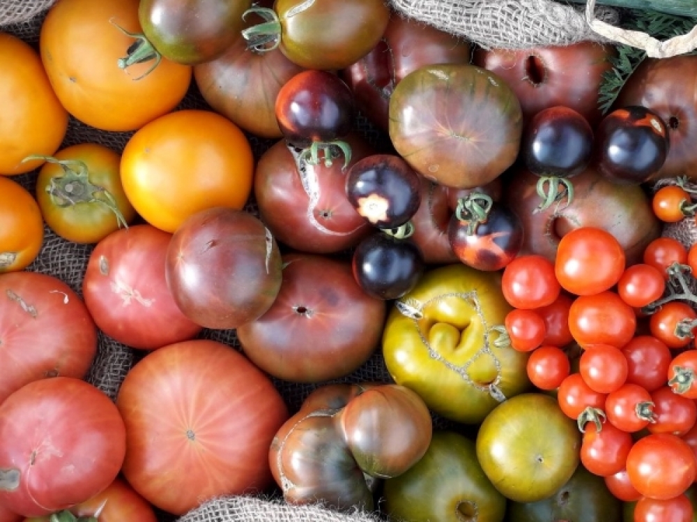Die ersten Garten-Tomaten werden in Artern OT Voigtstedt angeboten. Es geht schon los. Wunderbar!
direktvombeet.de/biete/tomaten-…

#kaufen #gratis #frisch #bmel #direktvombeet #Nachhaltigkeit #nachhaltig #vegan #Kleingarten #gartenliebe #garten #gartenanbau #kgv #Tomaten #Tomatenliebe