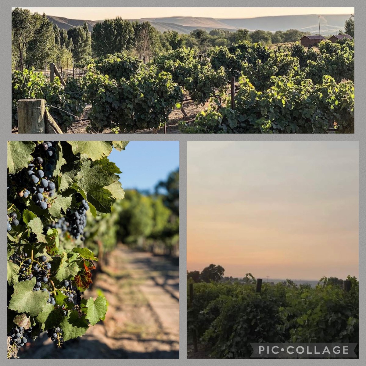 Sit back and admire the beauty of Idaho Wines!! #IDWINE is both beautifully grown and exhibits beautiful #wineflavor 🍷 If you're a #winemom , #WineLover , or anyone who enjoys their #winetime, make sure you explore a variety of #idwines!