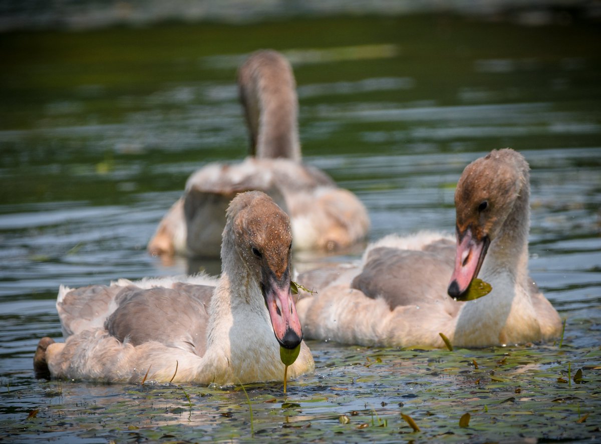 But when they said, 'Sit down,' I stood up
Ooh, ooh, growin' up

Our baby trumpeter swans (a threatened species in Ohio) are growing up!

#naturephotography #birdphotography #birdwatching #july2021 #trumpeterswans #bird #wildlife #naturelovers #swan #BorrowingLyricsFromTheBoss