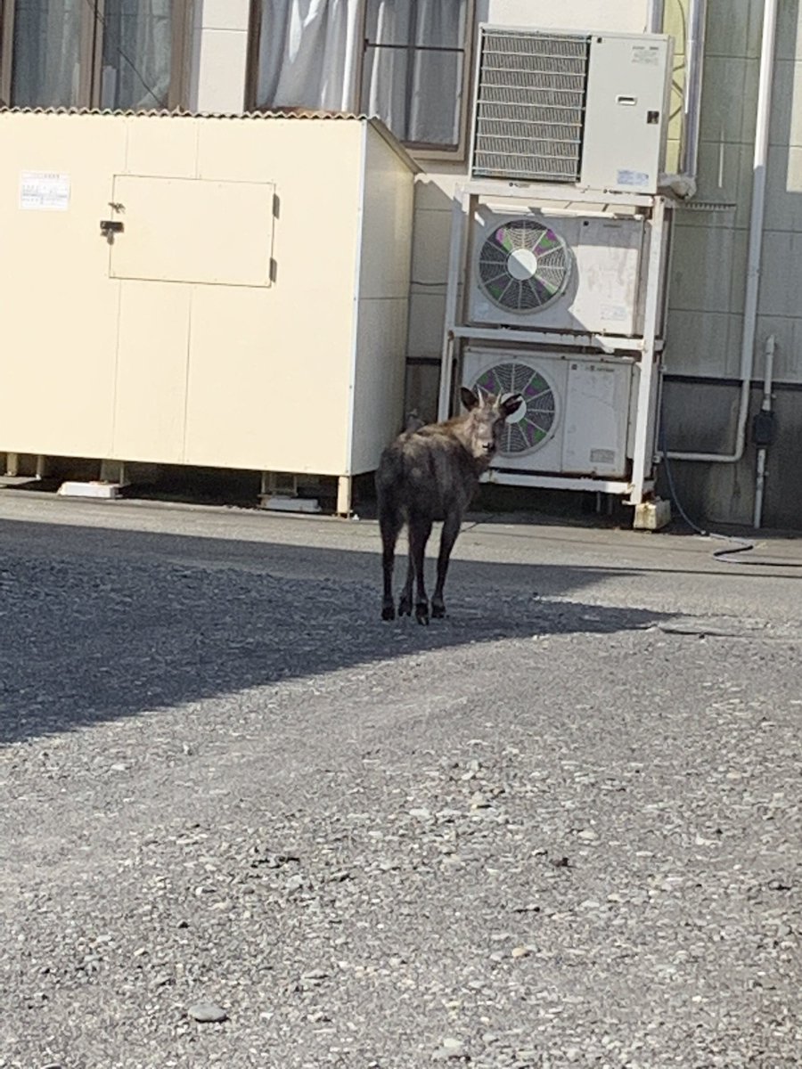 plussuger's tweet photo. 焼津に鹿なんて出るんだ。
山まで結構距離あるぞ。 https://t.co/RY8ETo3xbJ
