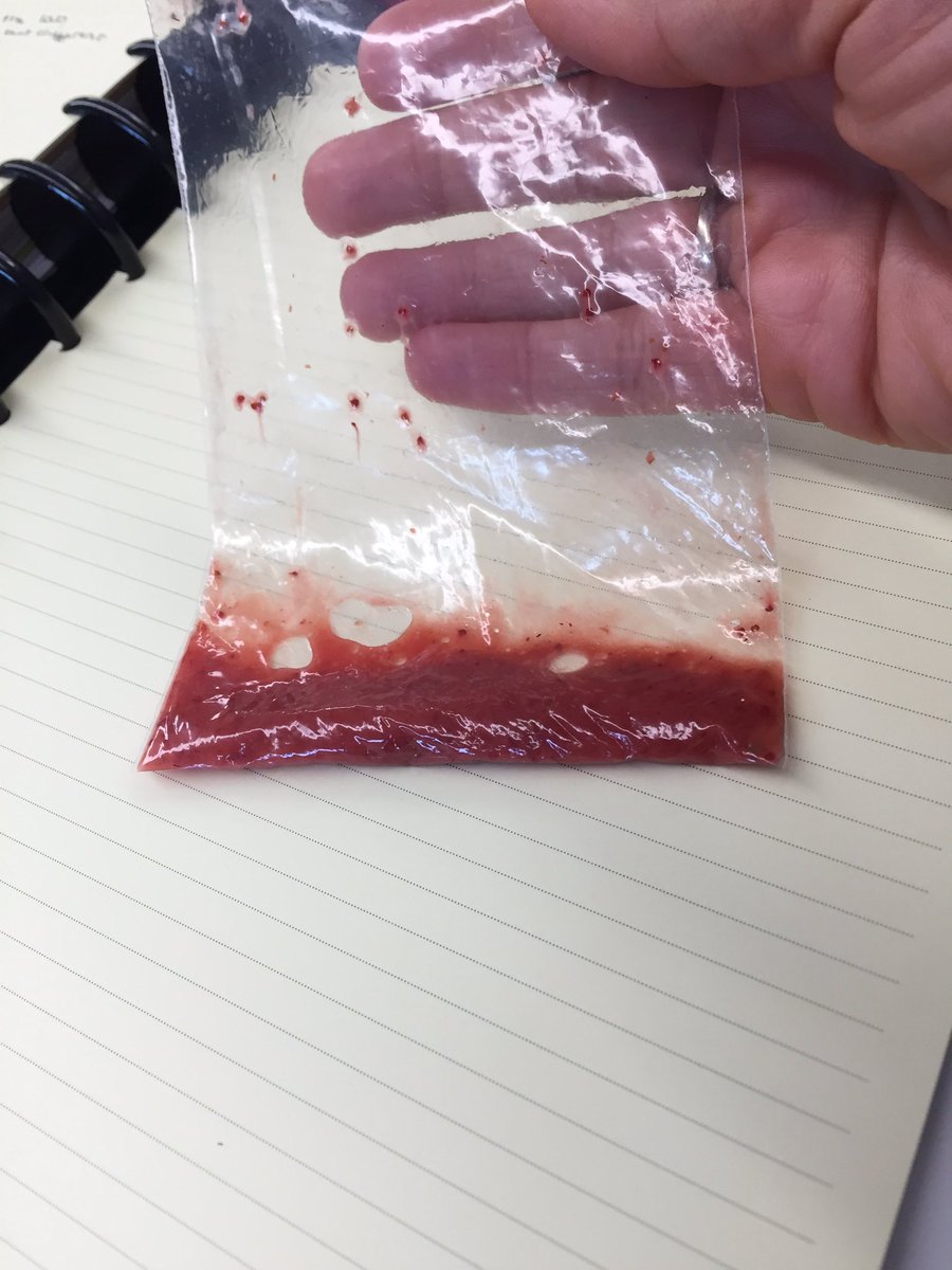 hollyastuart's tweet image. What did I do today, you ask? I had a blast during Day 1 of @RoperMountain’s Science PLUS Teacher Institute! Punnett Squares, DNA extraction, chromosome analysis, dominant and recessive gene case studies - whew!!

#stuartscience #teachbetter #tlap #scitlap