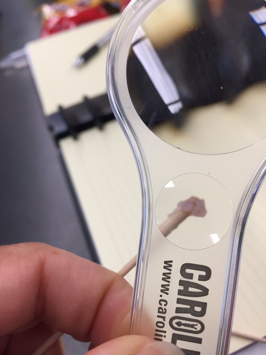 hollyastuart's tweet image. What did I do today, you ask? I had a blast during Day 1 of @RoperMountain’s Science PLUS Teacher Institute! Punnett Squares, DNA extraction, chromosome analysis, dominant and recessive gene case studies - whew!!

#stuartscience #teachbetter #tlap #scitlap