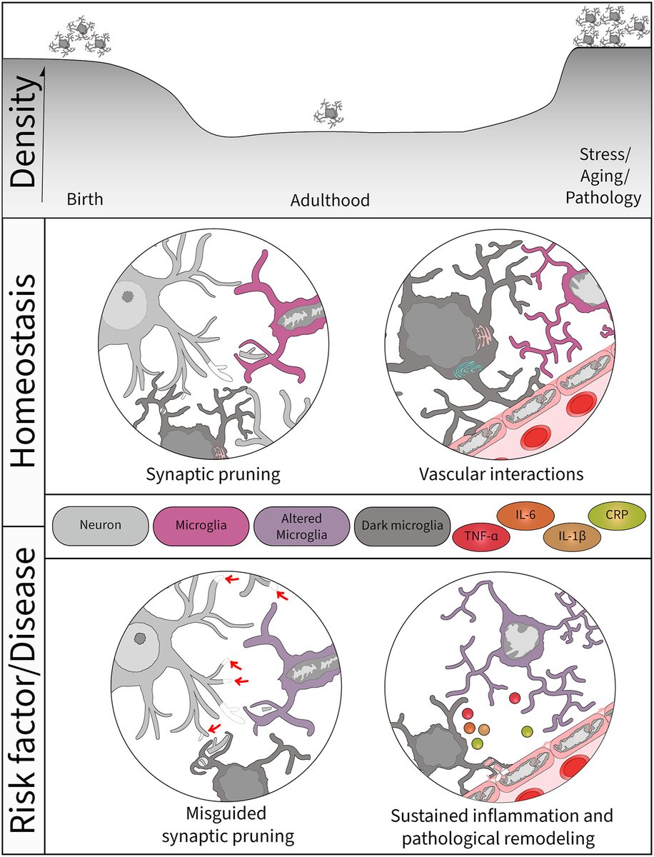 John F. Cryan (@jfcryan) on Twitter photo Microglial functional alteration and increased diversity in the challenged brain: insights into novel targets for intervention - Nice review from Marie-Ève Tremblay in <a href="/BBI_Health/">BBI Health</a> sciencedirect.com/science/articl… Microglial functional alteration and increased diversity in the challenged brain: insights into novel targets for intervention - Nice review from Marie-Ève Tremblay in <a href="/BBI_Health/">BBI Health</a> sciencedirect.com/science/articl…