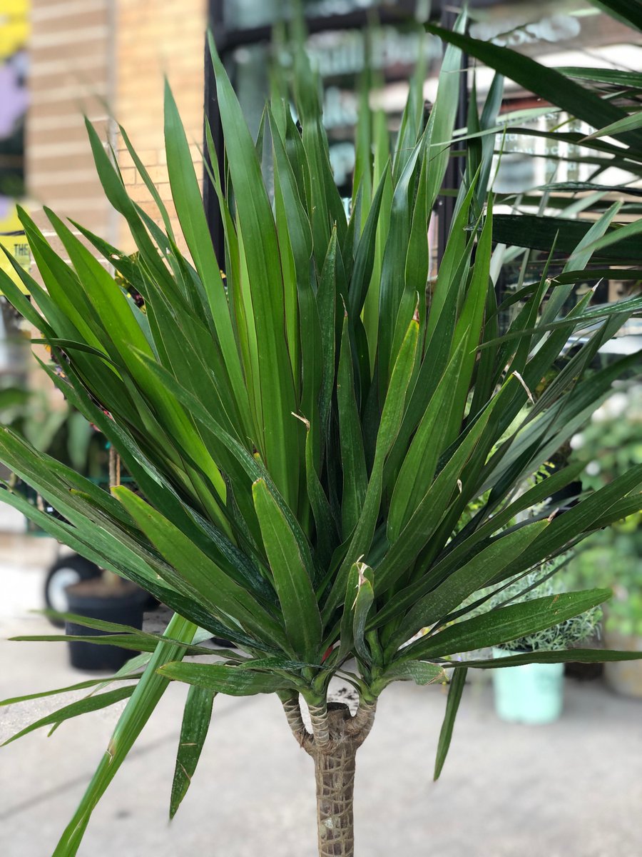 John Cena isn’t the only one making a comeback because Dracaena Tarzan Trees are back!!! These are a great option for someone who wants a tree plant but doesn’t have the light for a Ficus. They just want bright indirect light and want to dry out between waterings.