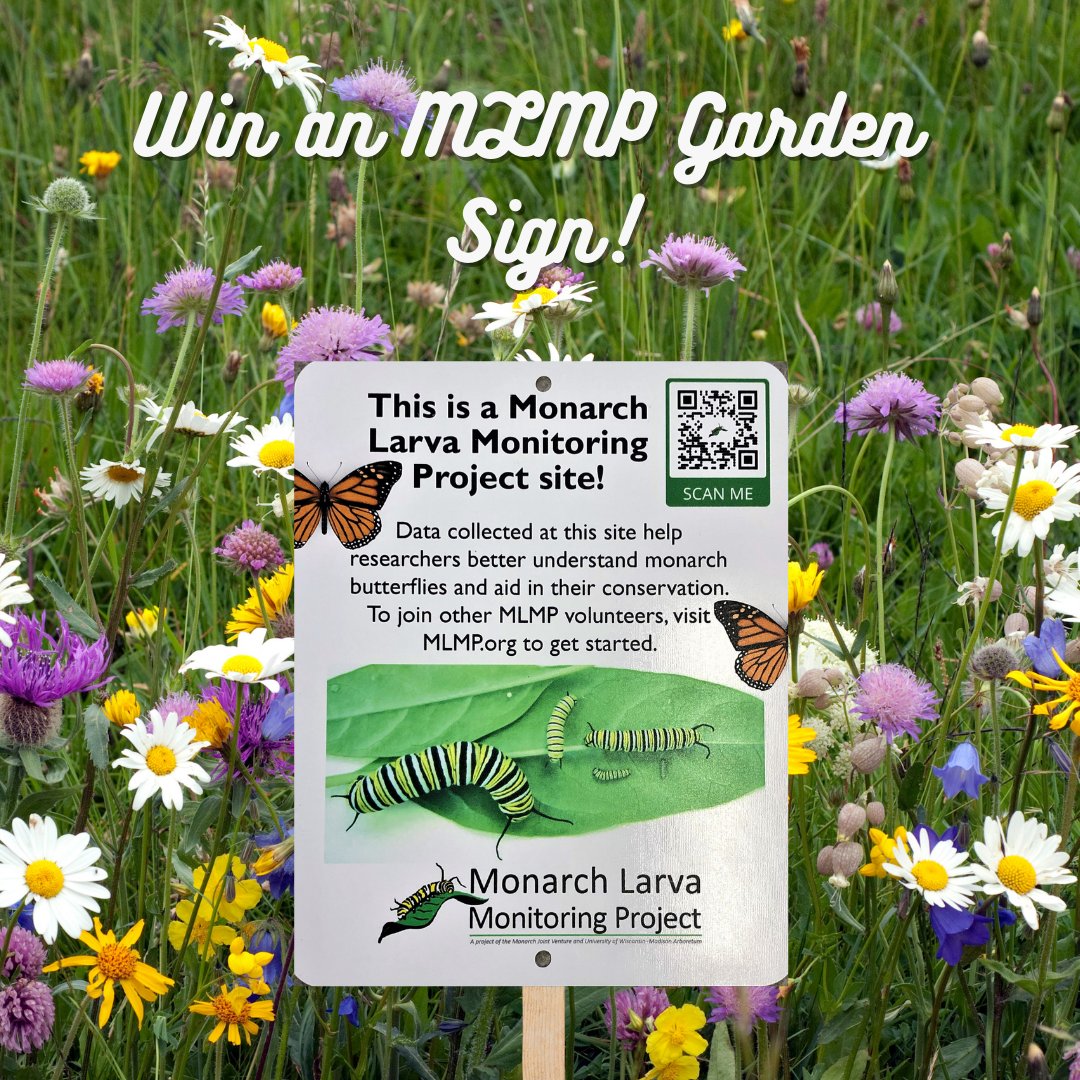 Monarch Larva Monitoring Project tweet media