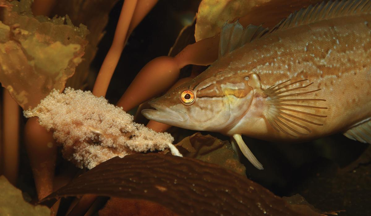“You’re all eggscellent! Eggceptional!! EGGSTRAORDINARY!” 
- A supportive giant kelpfish mother eggstolling her clutch’s virtues at the Aquarium