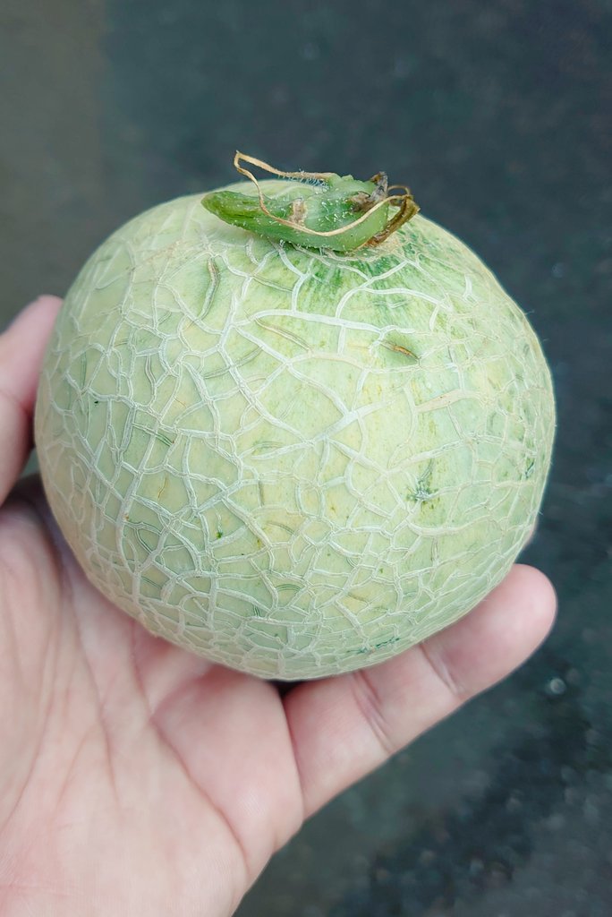 ころあま Twitter Search