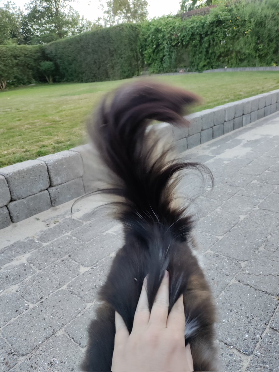 FluffyProppy's tweet photo. putting hand in floomf gives hoom horror type fingers . #catsofhorror https://t.co/SeXlWVYBlM