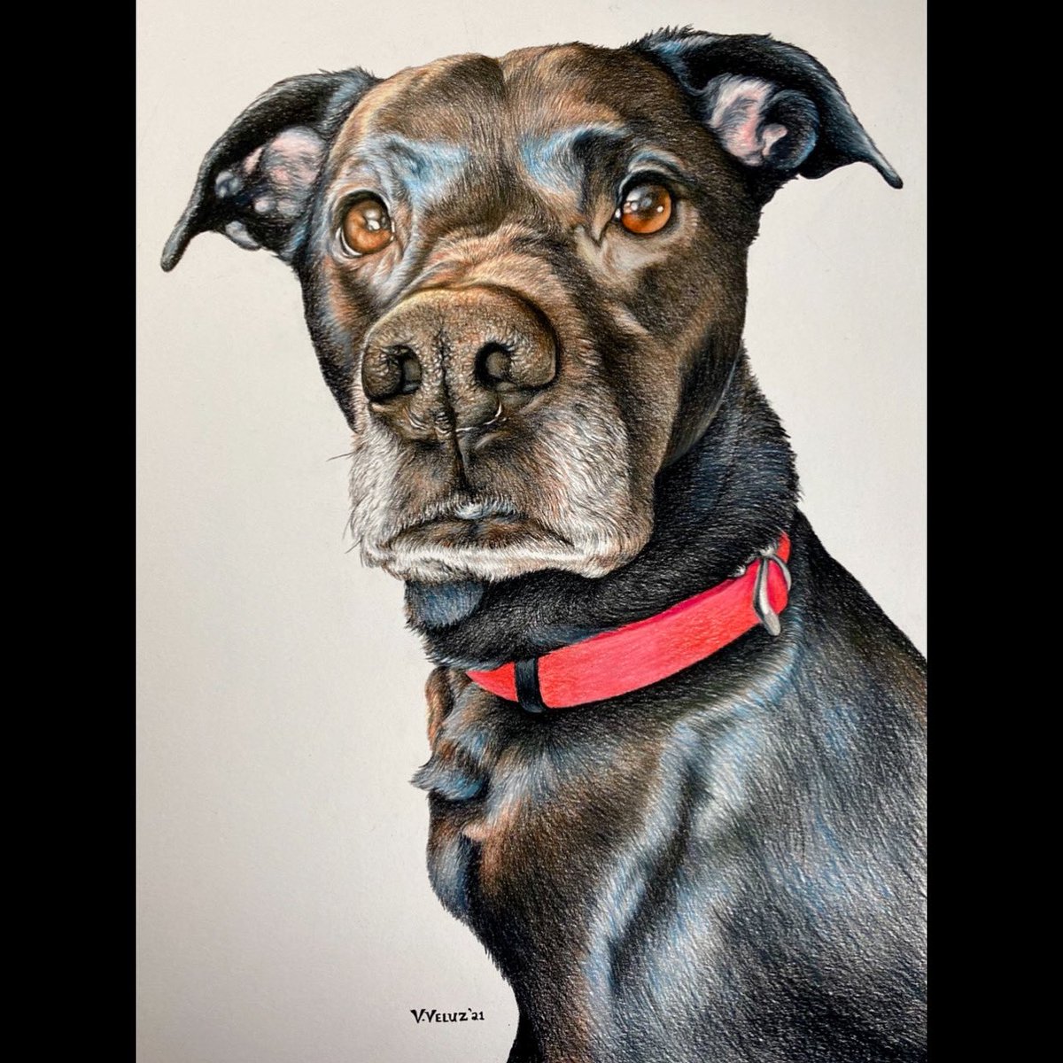 VictoriaVeluz's tweet photo. P1: How to Draw a Dog | Delo James❤️  https://t.co/V3MVYPigaU 📺
Watch it in real-time! 🙏🏼 Enjoy! Prismacolor pencils on Strathmore Paper. https://t.co/PfMu42pqd1