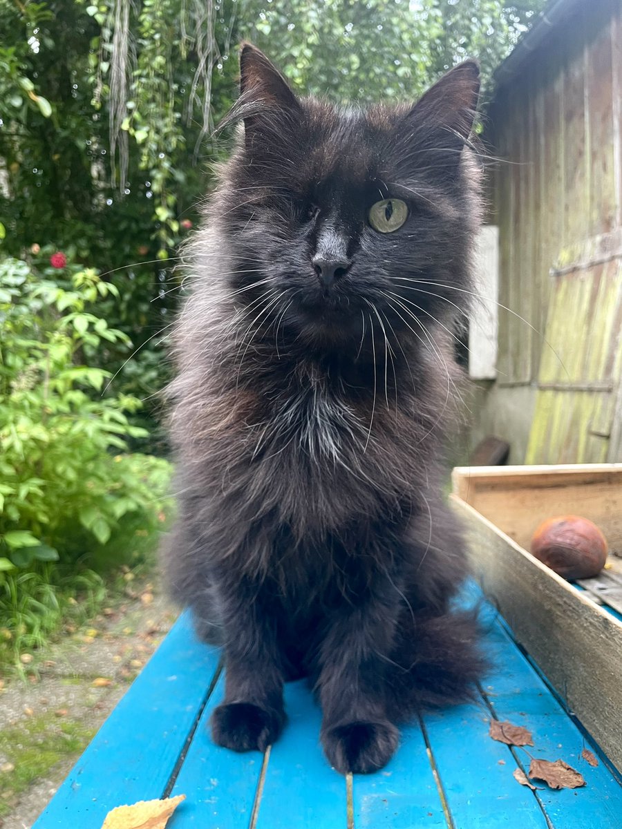 ChloeTarroux's tweet photo. My little warrior right here needs your help to be elected most beautiful cat in our city. A like on the following image on Facebook is all you need to do!🙌🏼 #cats #CatsOfTwitter #warrior #babyboy #Believe 
👉🏼 https://t.co/yrZWMKXnZV https://t.co/5nulGfHe5W