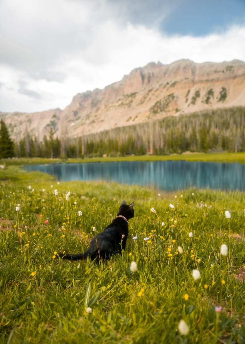 TRVLCreative's tweet photo. Mega thread… drop pics of your travel companions 🐈‍⬛ https://t.co/8MwY7gINcS