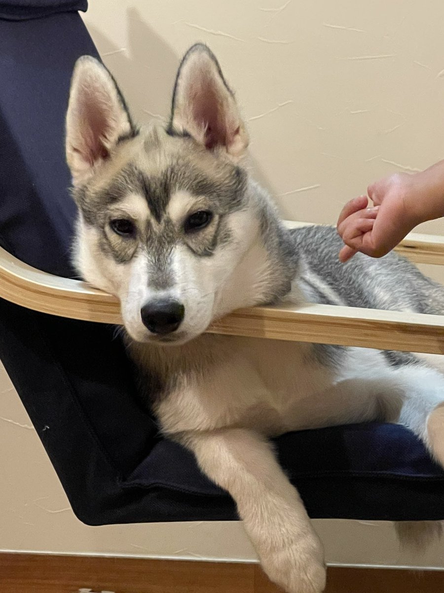 Reolsハスキー うちにも4ヶ月のハスキー居ますがどの犬種もカットは要らないと思いましたね ここ数年夏は気温も高いですし危険ですよね Reolsハスキー うちにも4ヶ月のハスキー居ますがどの犬種もカットは要らないと思いましたね ここ数年夏は気温も高いですし危険ですよね