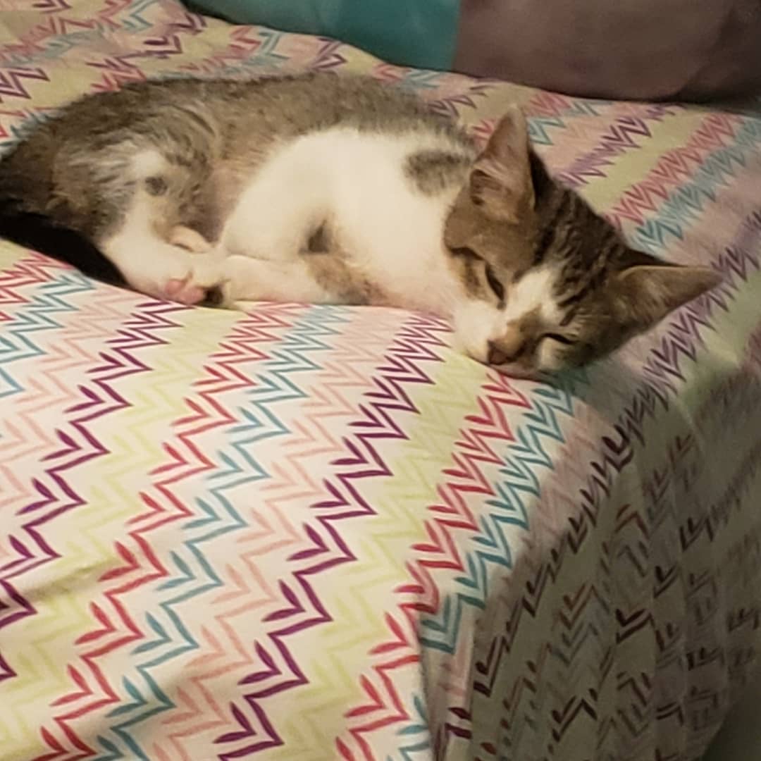 Clouse32A's tweet photo. Everyone, meet Rummy. https://t.co/r6rPVxVk3o