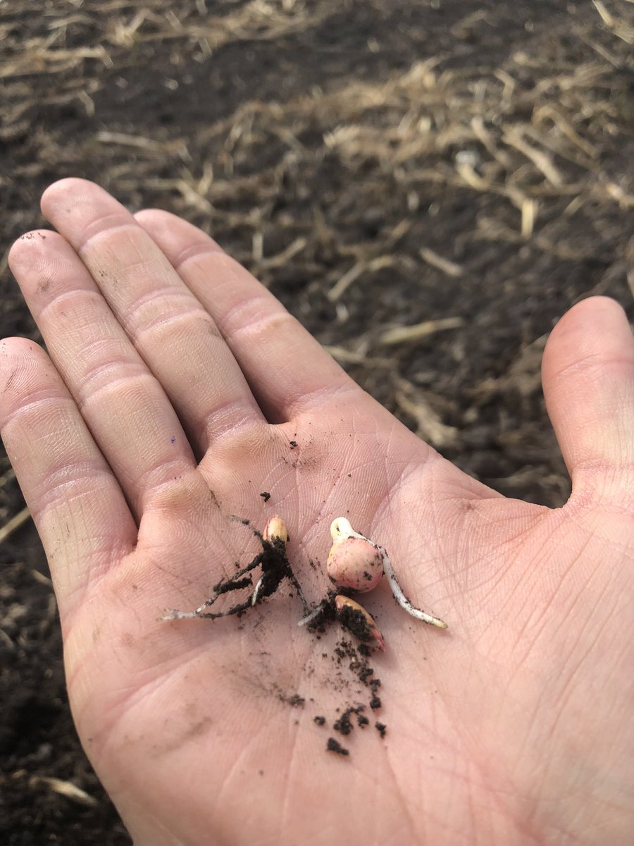 Another cover crop off to the races, planted into perfect conditions this weekend. Give your local SFL dealer a call for clean, quality cover crop seed!