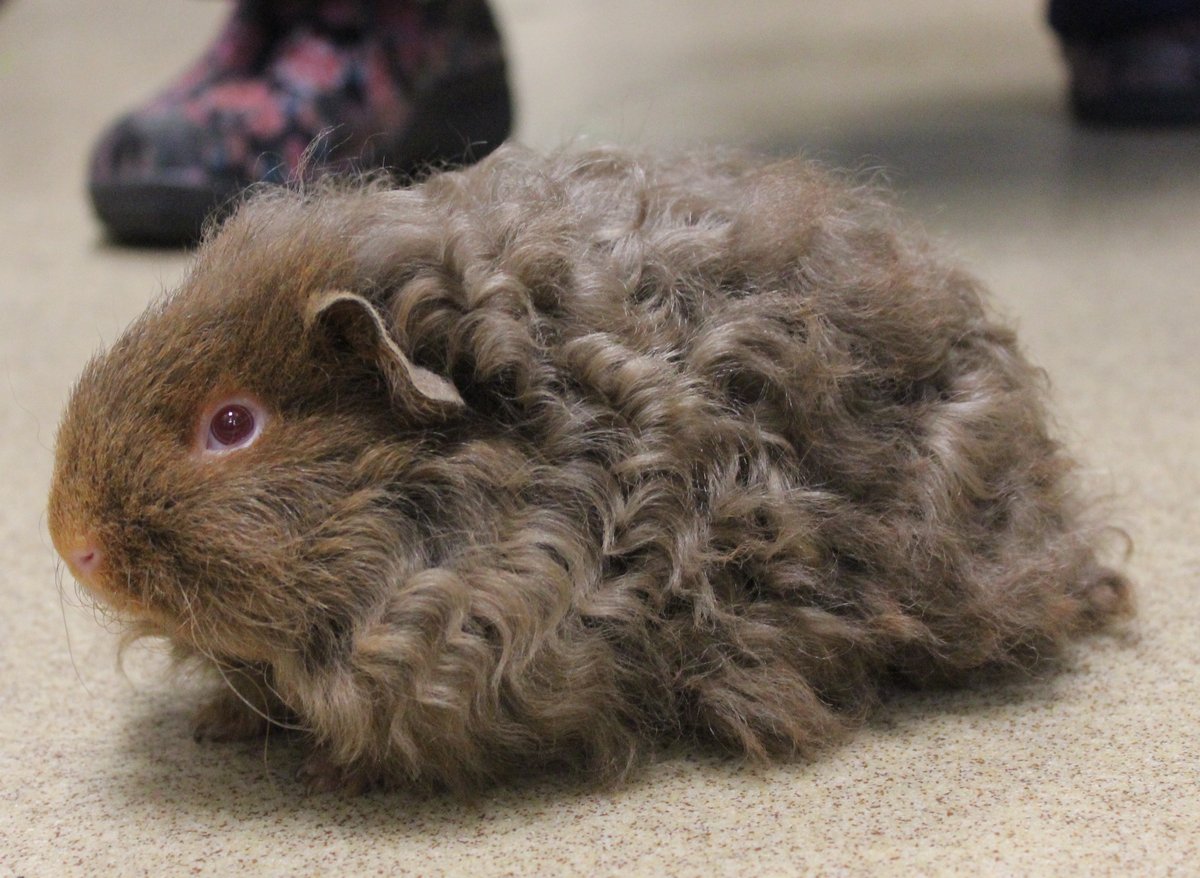 ConejoVet's tweet image. Here is a super cute Guinea Pig to make your day! We have never seen a Guinea Pig like this, so of course we fell in love with how adorable and unique he is. Lets see all your super cute Guinea Pigs in the comments below. #guineapig #uniquepets #conejovet #petcare #exoticvet