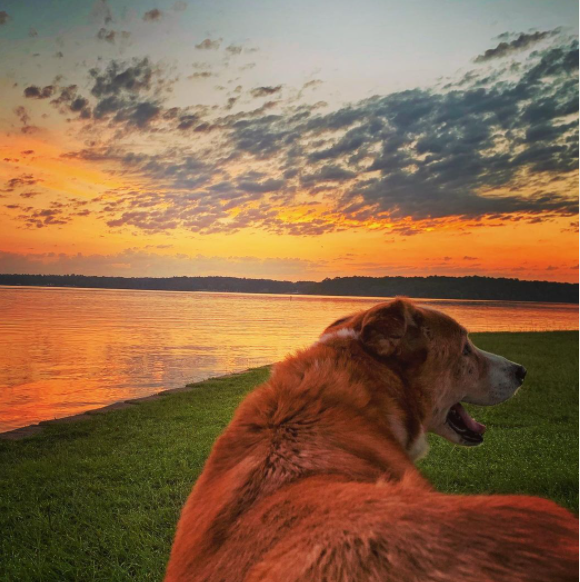 jerrymoorealtor's tweet photo. Ready for Summer fun? Kick it off w/ a trip to Lake Tyler, TX  😎🌊 Info on Lake Tyler here 👉https://t.co/IOHHiE8EsA

📸 @jtorres1989 via Insta

#firstdayofsummer #lakehomesrealty #laketyler #lakeliving #lakehome #lakehouse #texaslakes #lakelife #lakerealestate #lifeonthelake https://t.co/gFZqqJKFeZ