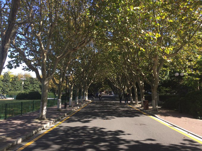 ポプラのtwitterイラスト検索結果