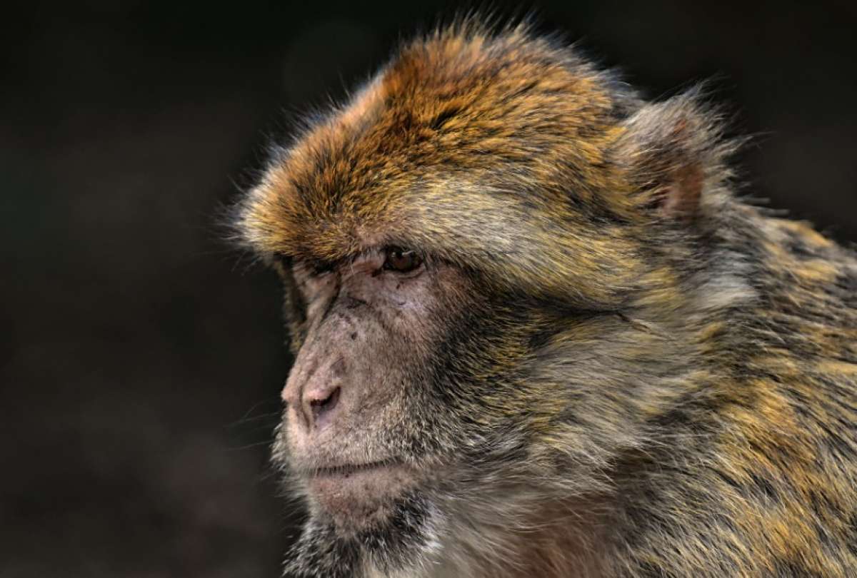 lahistoriaec's tweet photo. Otro virus causa alarma. Autoridades sanitarias de #China confirmaron la primera muerte por el virus del mono B ocurrida en Pekín. Se trata de una infección transmitida por mordidas o rasguños de macacos, cuyos síntomas aparecen de 3 a 7 días después y provocan daños cerebrales. https://t.co/ERhoZTknT4