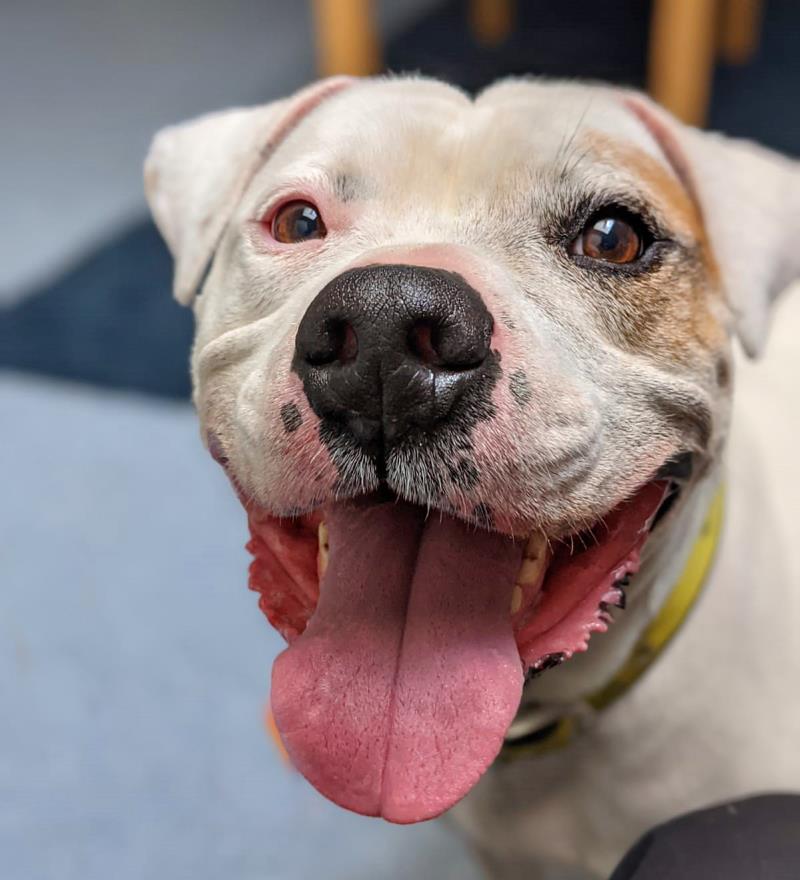 Please retweet to help Ace find a home #ESSEX #ENGLAND 
American Bulldog 7, active loves his walks, can live with kids 14+ as only pet, very stressed in kennels, could you offer him a forever home?  
DETAILS👇
dogstrust.org.uk/rehoming/dogs/…
#dogs #pets