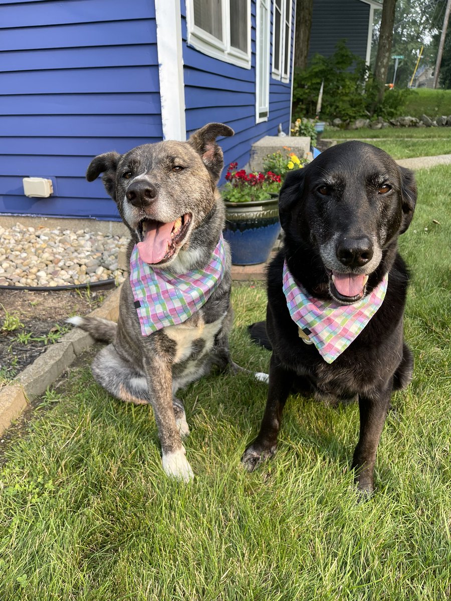 fourmeows's tweet photo. Happy #TongueOutTuesday ! 🐶💜🐶💜#daisyandrosie 

#tuesdayvibe #flowerpups #dogsoftwitter #smile #lovethem #muttfaces #mutts @dogcelebration #dogsarelove #AdoptDontShop 🐾💜🐾 https://t.co/e882NO4msN